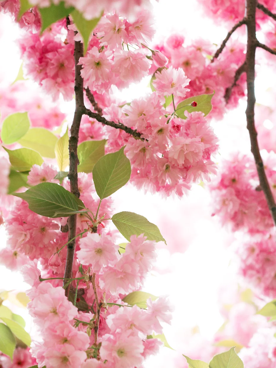 CHERRY BLOSSOMS IV LIMITED EDITION