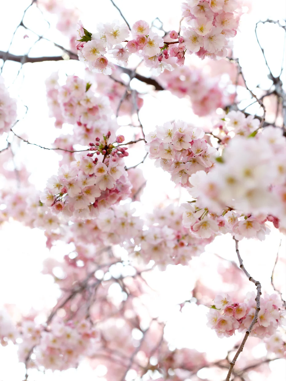 CHERRY BLOSSOMS II LIMITED EDITION