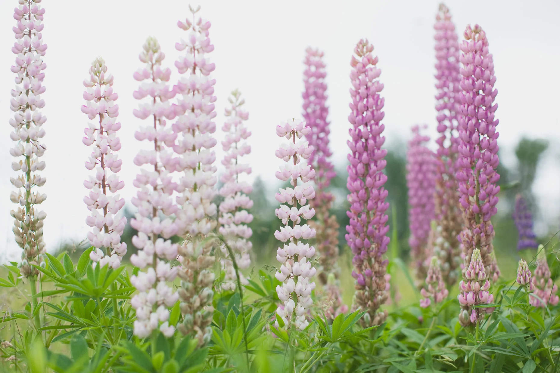 M_2011_0701_Lupins_024f_CM_WEB.jpg