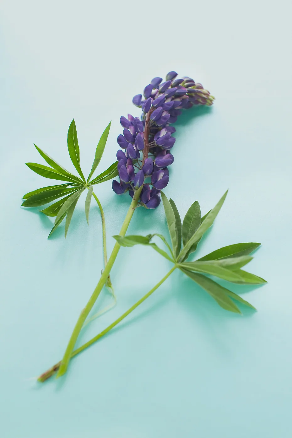 M_2011_0701_Lupins_047f_CM_WEB.jpg