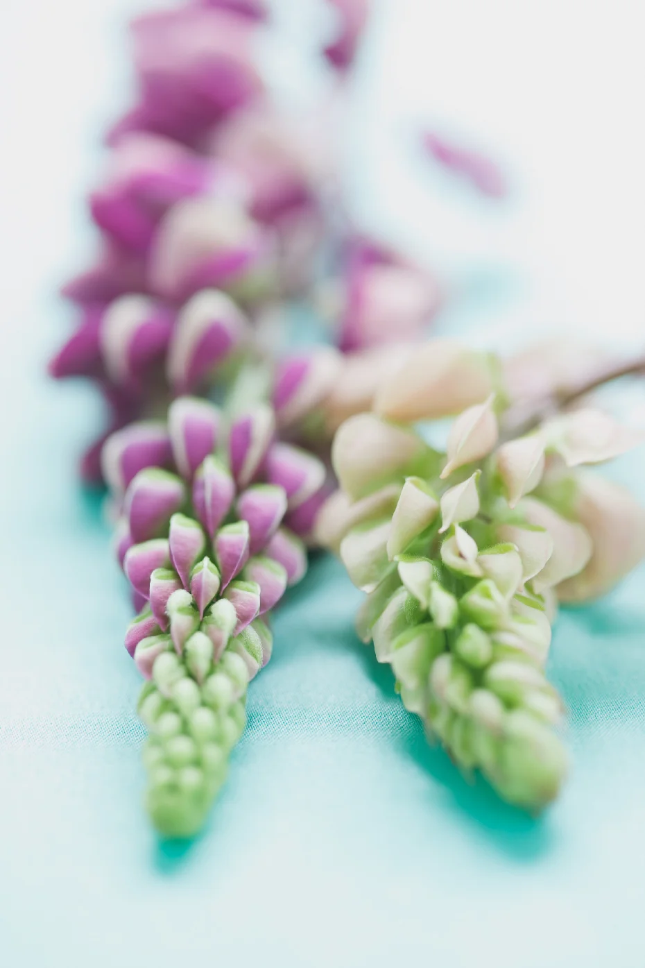 M_2011_0701_Lupins_060f_CM_WEB.jpg