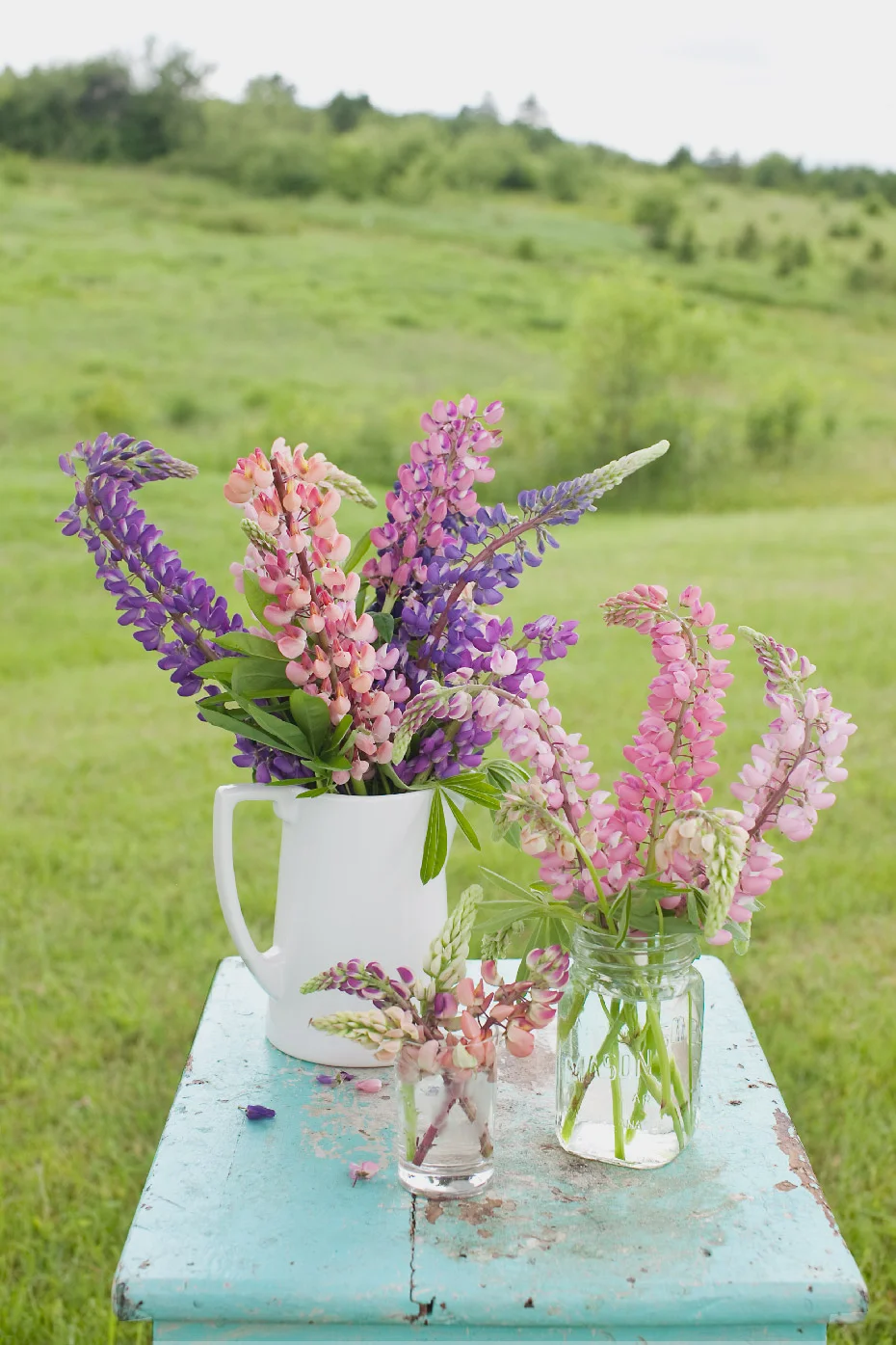 M_2011_0701_Lupins_004f_CM_WEB.jpg