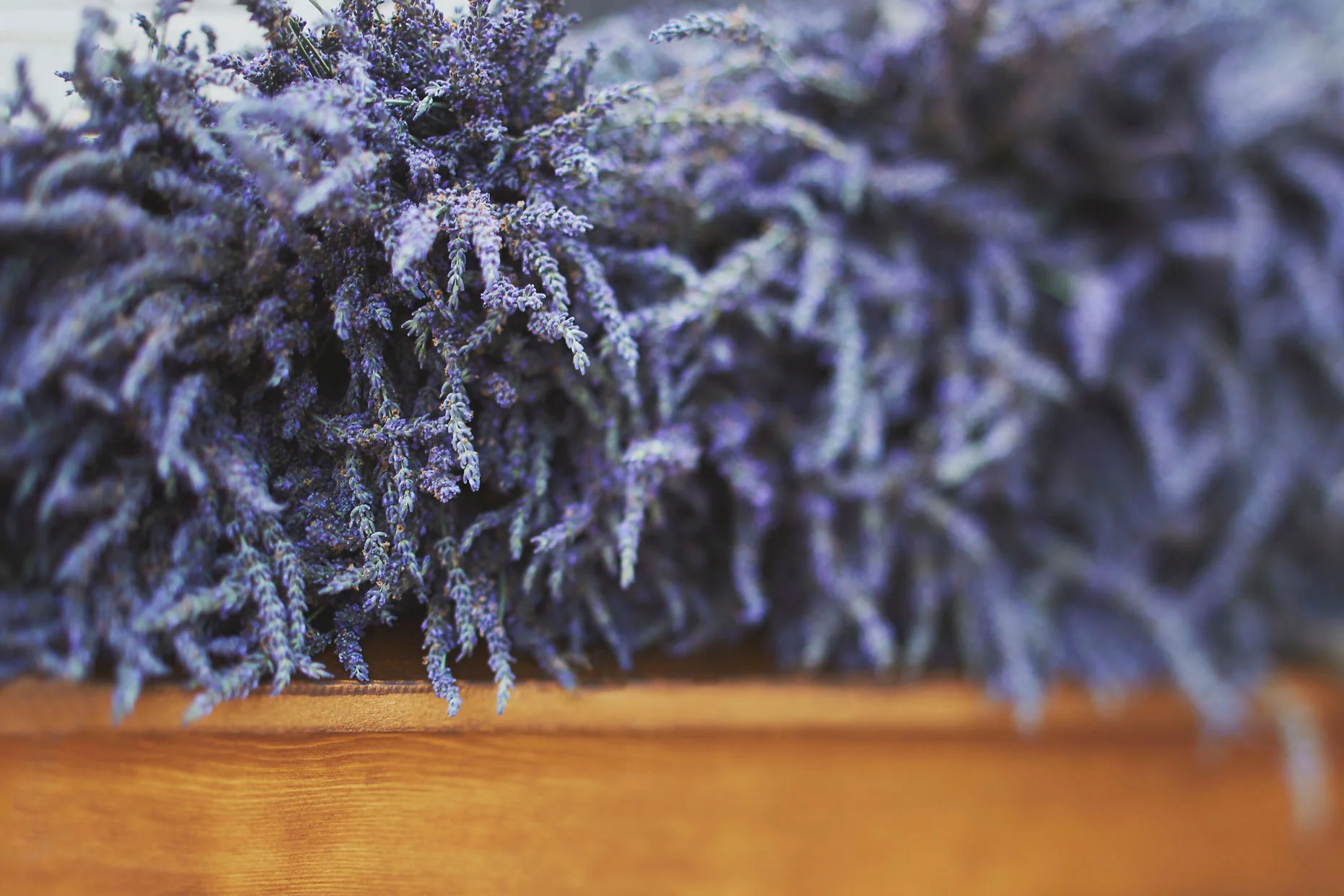 005_SVB_BLOG_LAVENDER_005.jpg