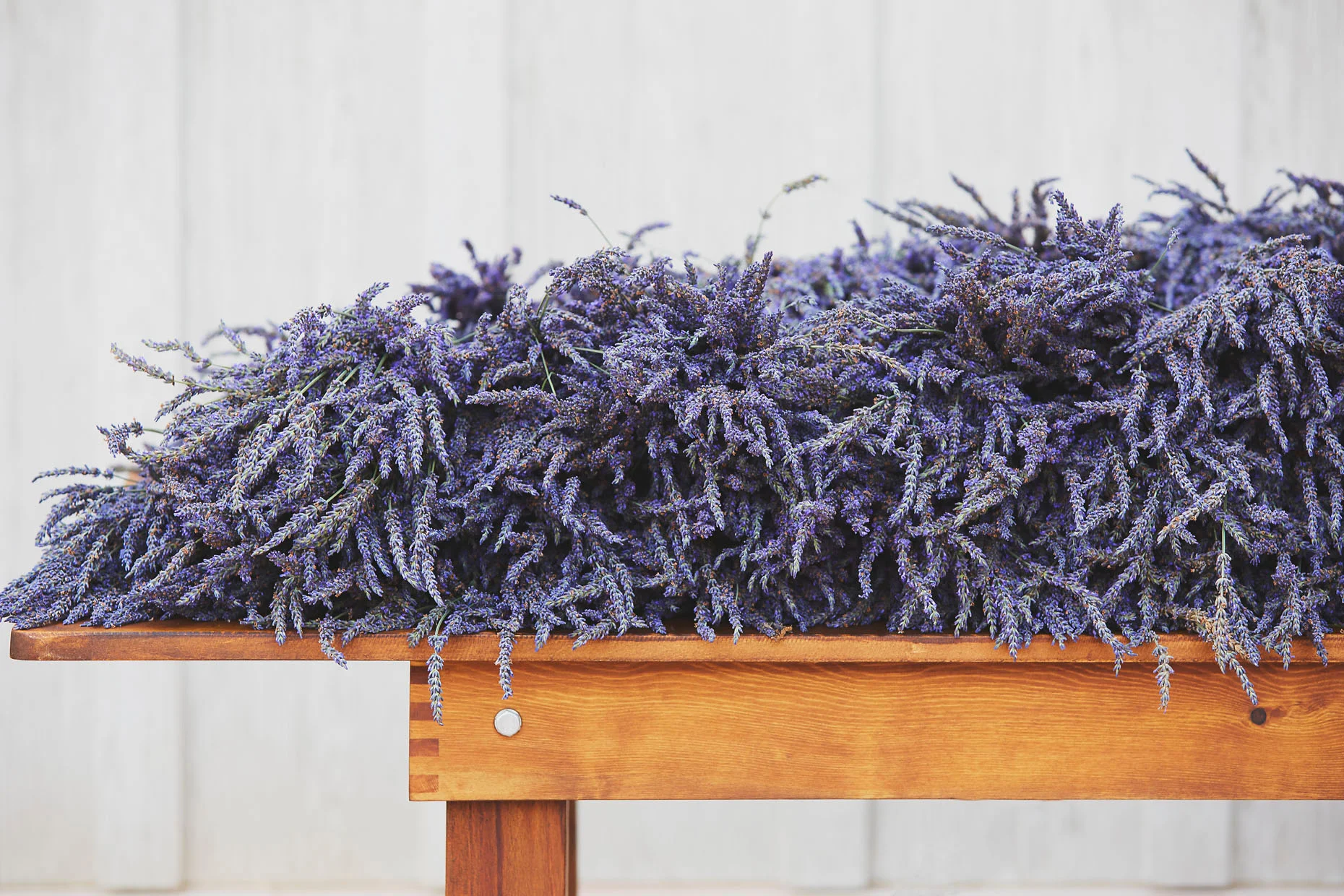 our state : lavender oaks farm