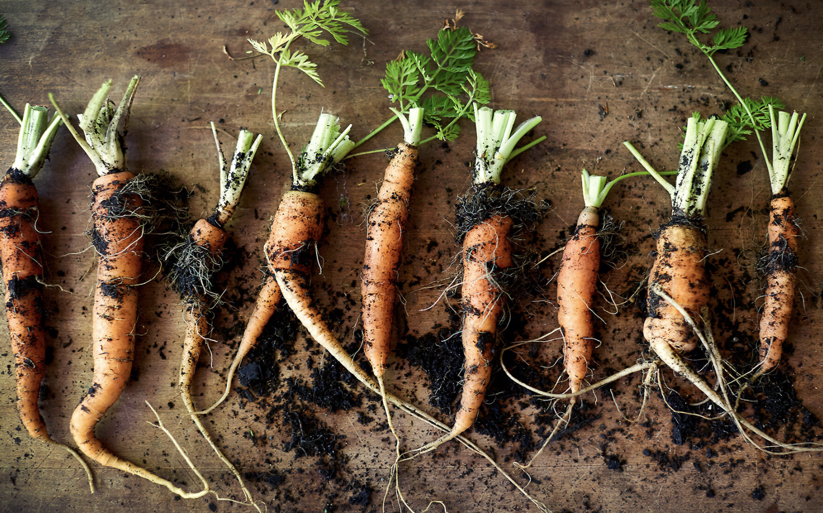 foodie : carrots, carrots, carrots