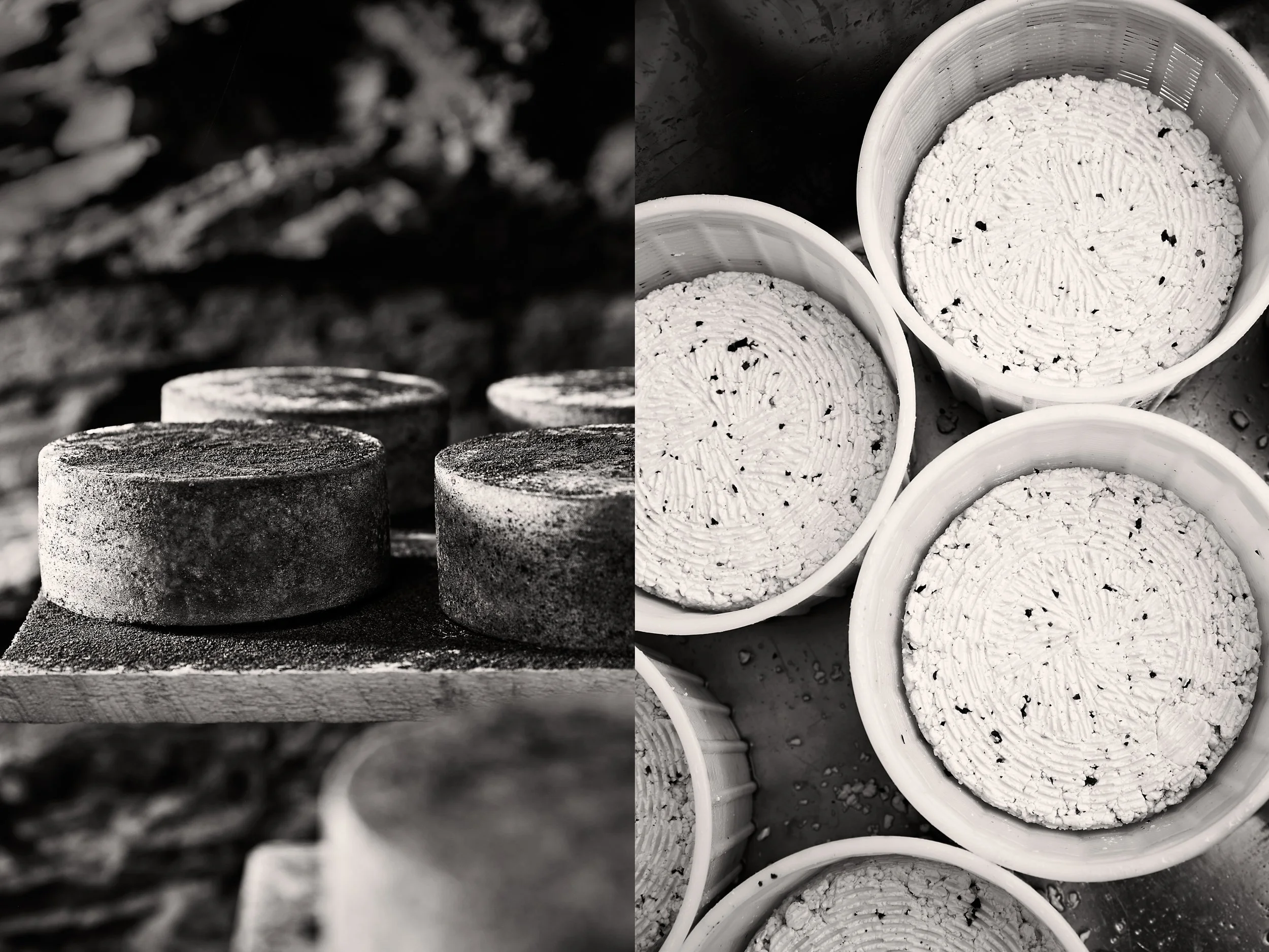 Wheels of cheese covered in coffee grounds from Blue Ridge Mountain Creamery in North Carolina. Rounds of cheese being made. Photos by Stacey Van Berkel
