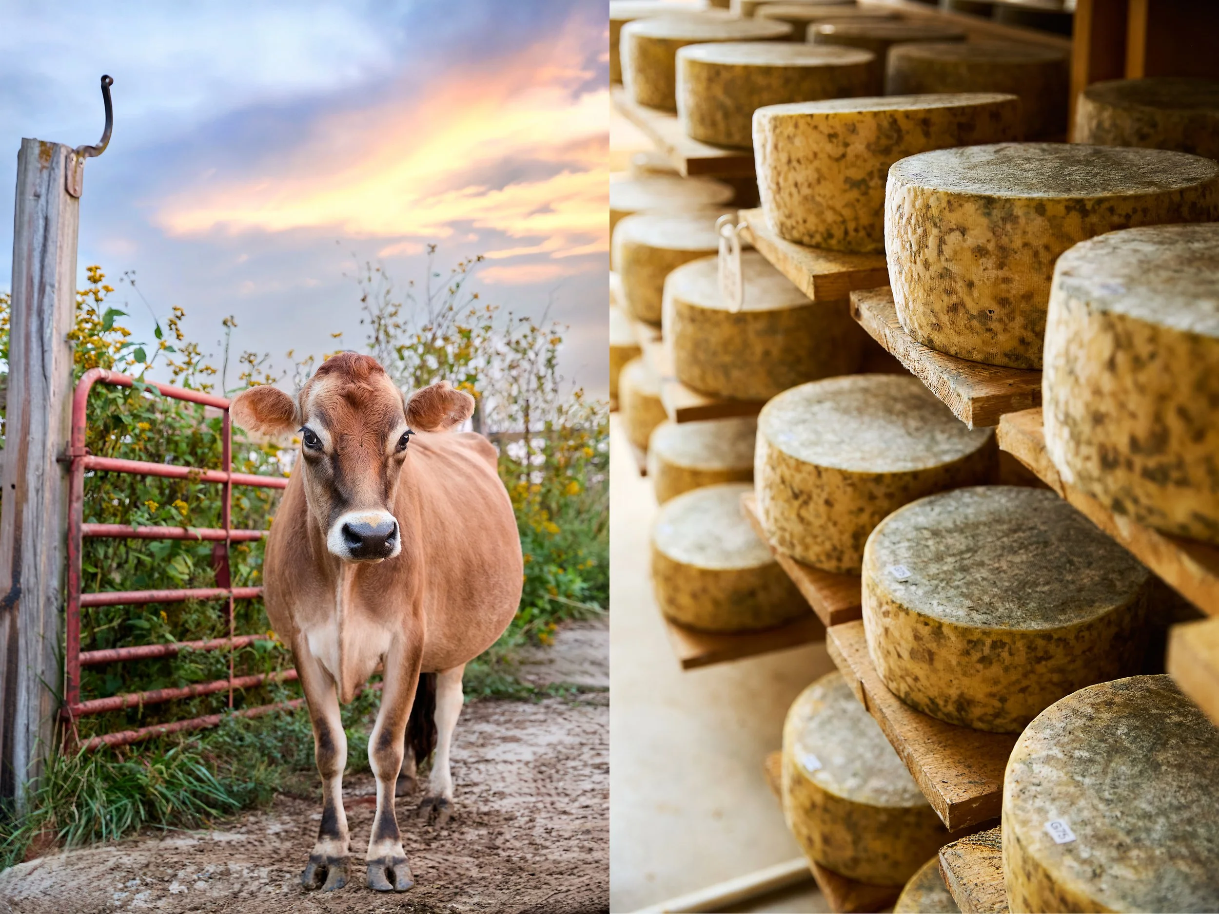 A diptych: on the left is a very pretty cow standing by a farm gate at sunrise. On the right is shelves of large wheels of cheese from Looking Glass Creamery in North Carolina. All photos by Stacey Van Berkel.