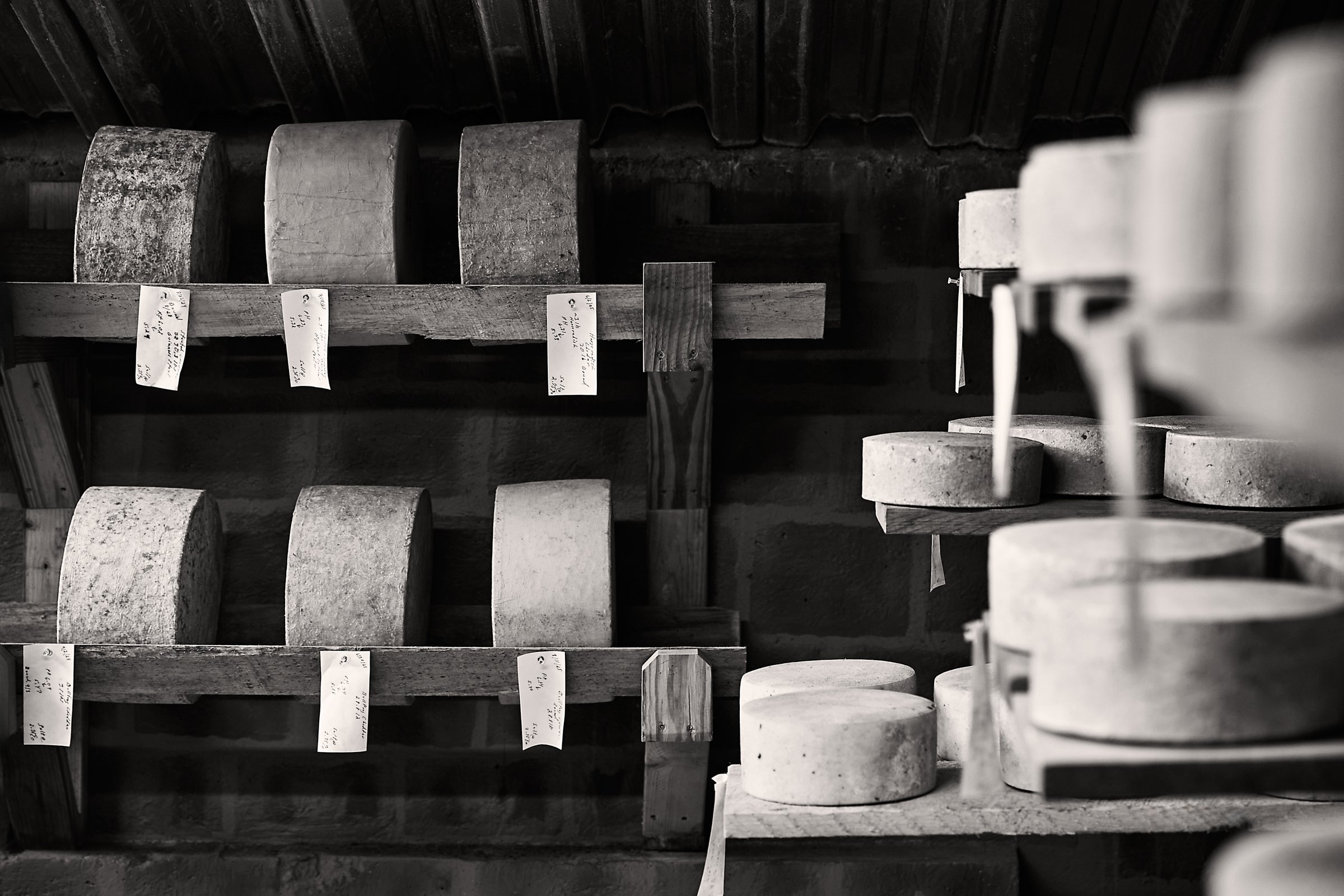 Wheels of cheese on wooden shelves in the only cheese cave in North Carolina. Blue Ridge Mountain Creamery makes aged raw milk cheeses. Photo by Stacey Van Berkel