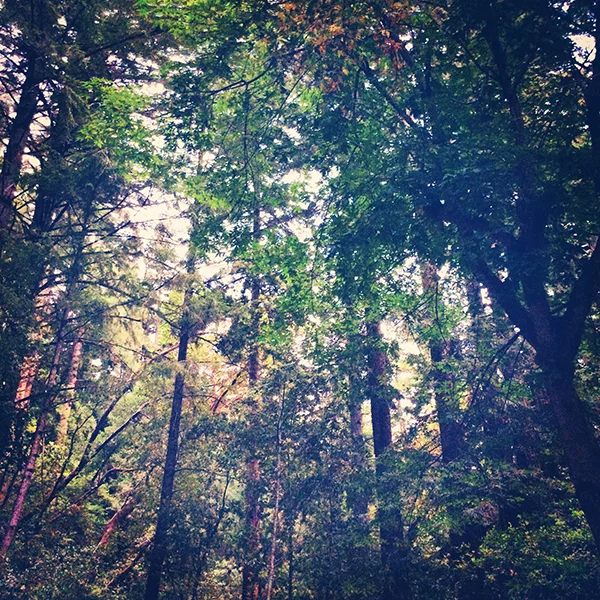 Boulder Creek, California.