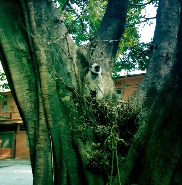 The black monkey, Parmarth Niketan Ashram, Rishikesh, India.