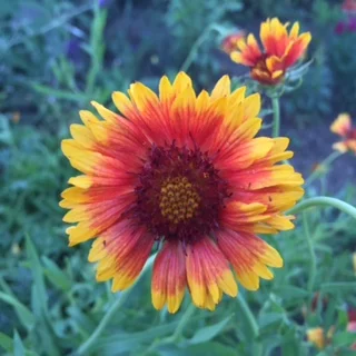Wildflower, North Mountain Park, Ashland, Oregon