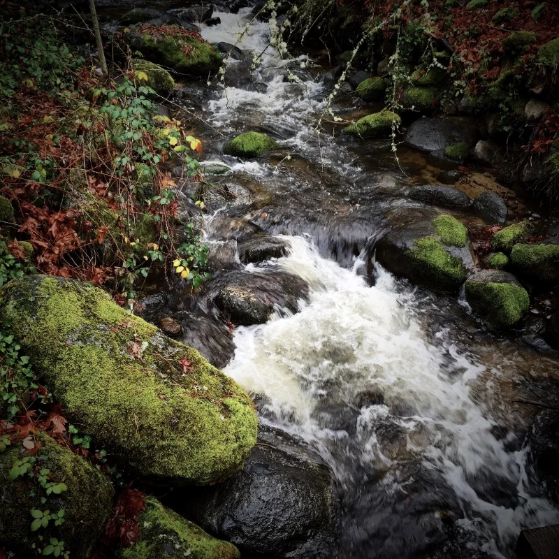 Lithia Creek in rain, Ashland, Oregon.