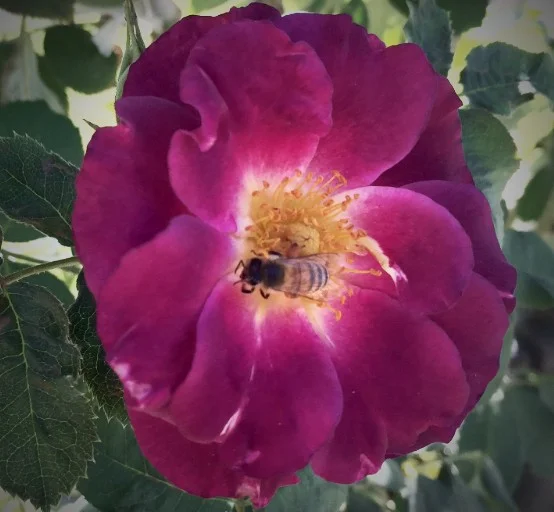 Bee in old rose variety, Huntigton Gardens, San Marino, California