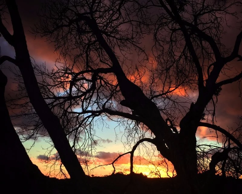 Locus tree at dusk, Fryman Canyon