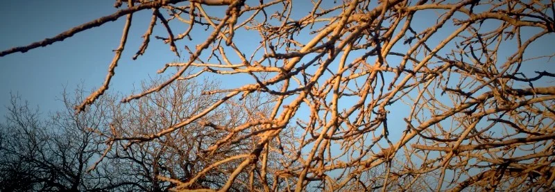 Bare locus branches, winter, Los Angeles