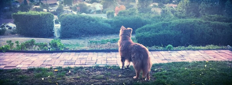 Scarlett, West Hills, California