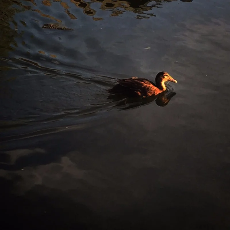 Mallard, Venice canals, Los Angeles