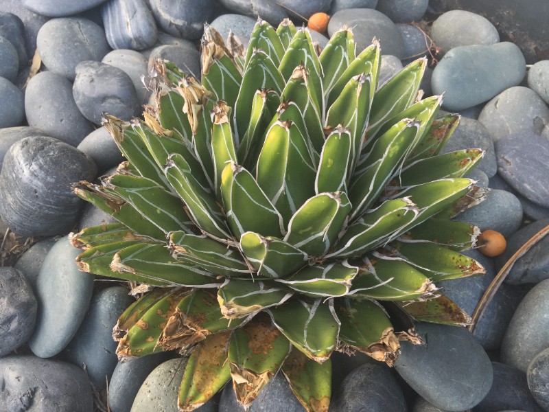 Succulent in a Venice rock garden