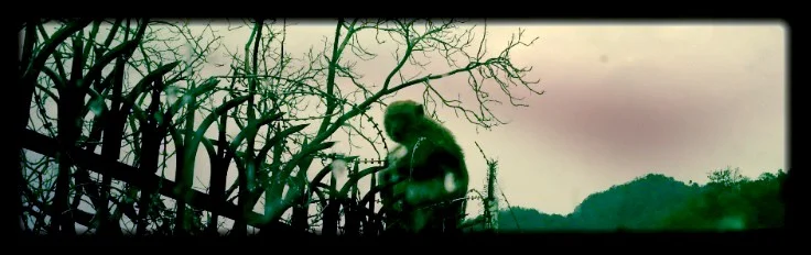 Black monkey and barbed wire, Northern India.