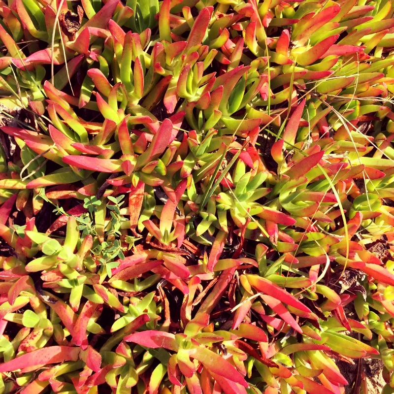 Iceplant.jpg