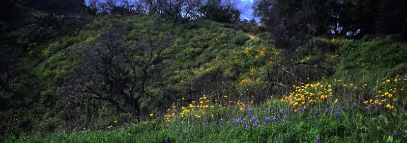 Wildflowers, Fryman Canyon, Los Angeles