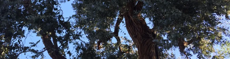 Rainforest, above Fryman, Los Angeles