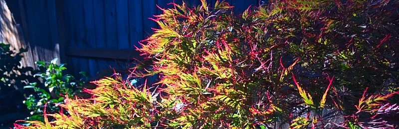 Maples, Ashland, Oregon