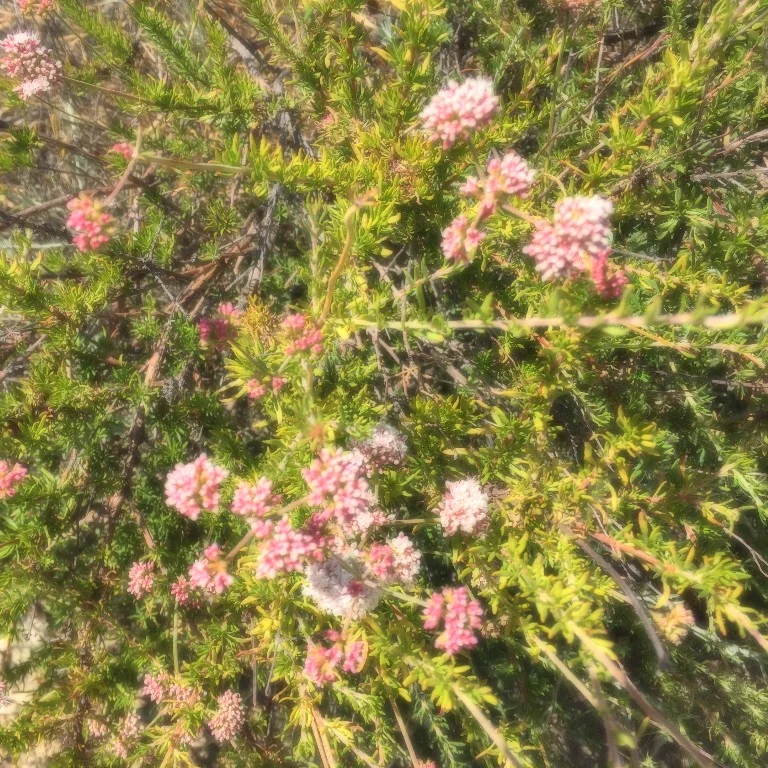 Wildflowers, Siskiyou mountains, Southern Oregon