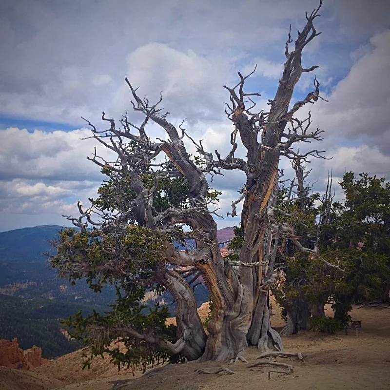 Bristlecone Pine, Southern Utah