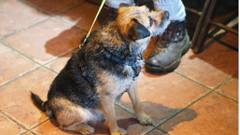 Walkers and Dogs Welcome
