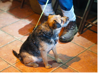 the hub dogs and walkers.png