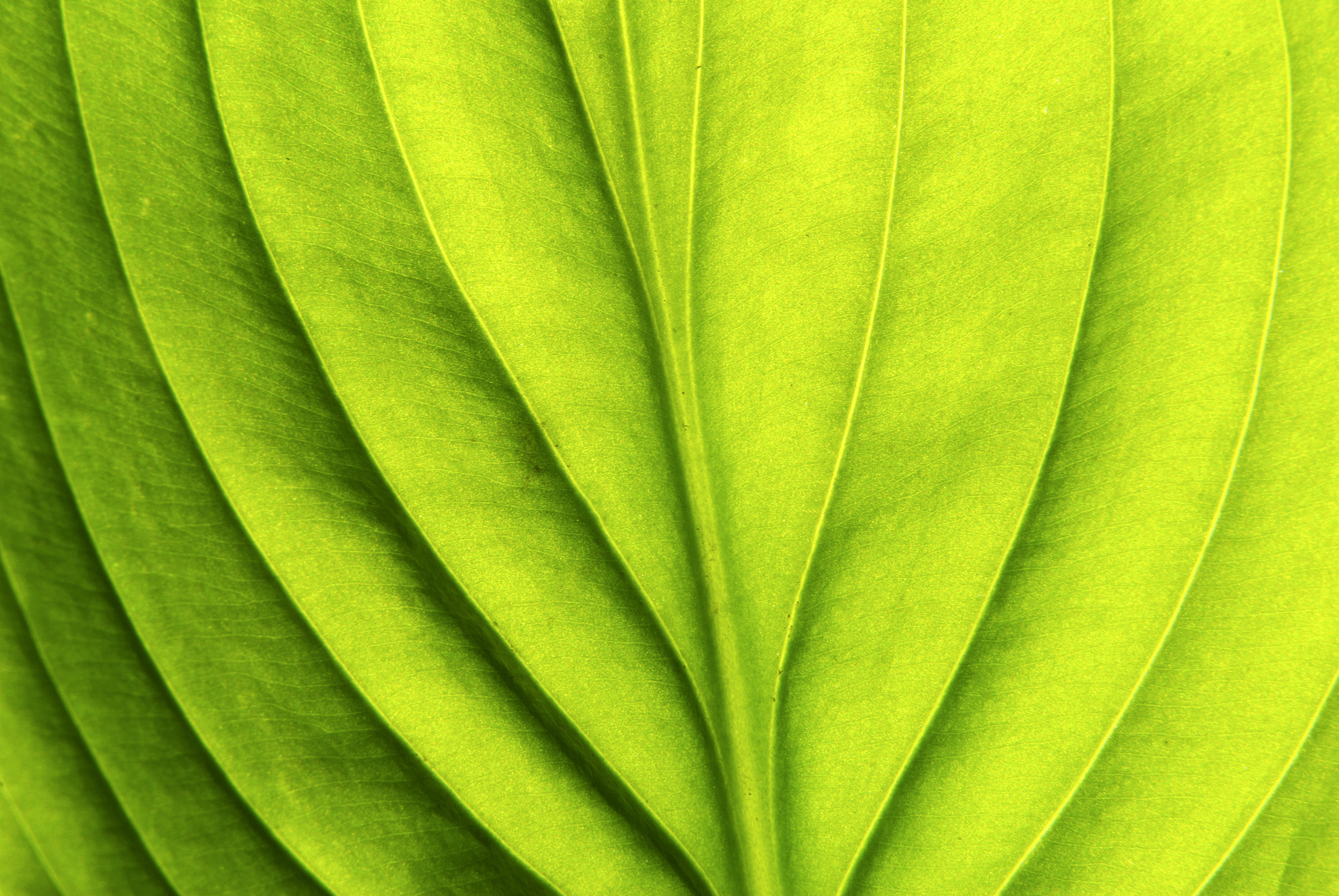 shutterstock_70842073.jpg