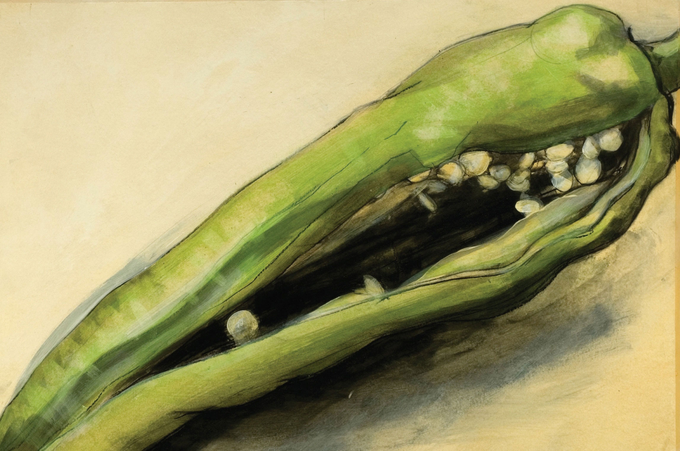 FIgs-1---6-Studies-of-fleshy-fruit-(1).jpg