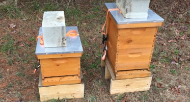 Bee hives supplement acres of natural habitat at Kellam-Wyatt Farm.