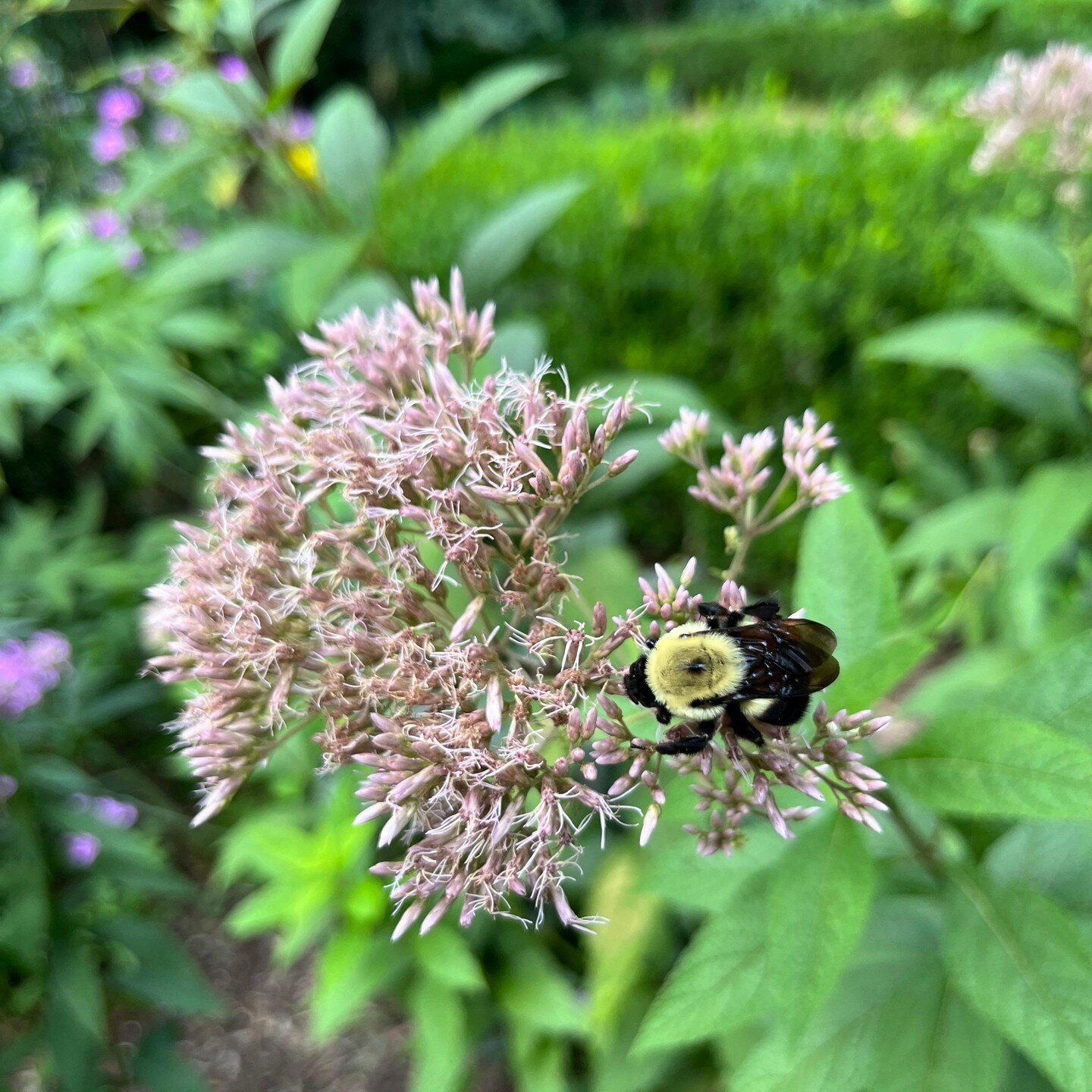 &quot;A bumblebee nectaring from our Joe-Pye weed, Eutrochium purpureum&quot; - Helen Yoest 

Read more about Joslin Garden at: https://cityofoaksfoundation.org/helens-blog