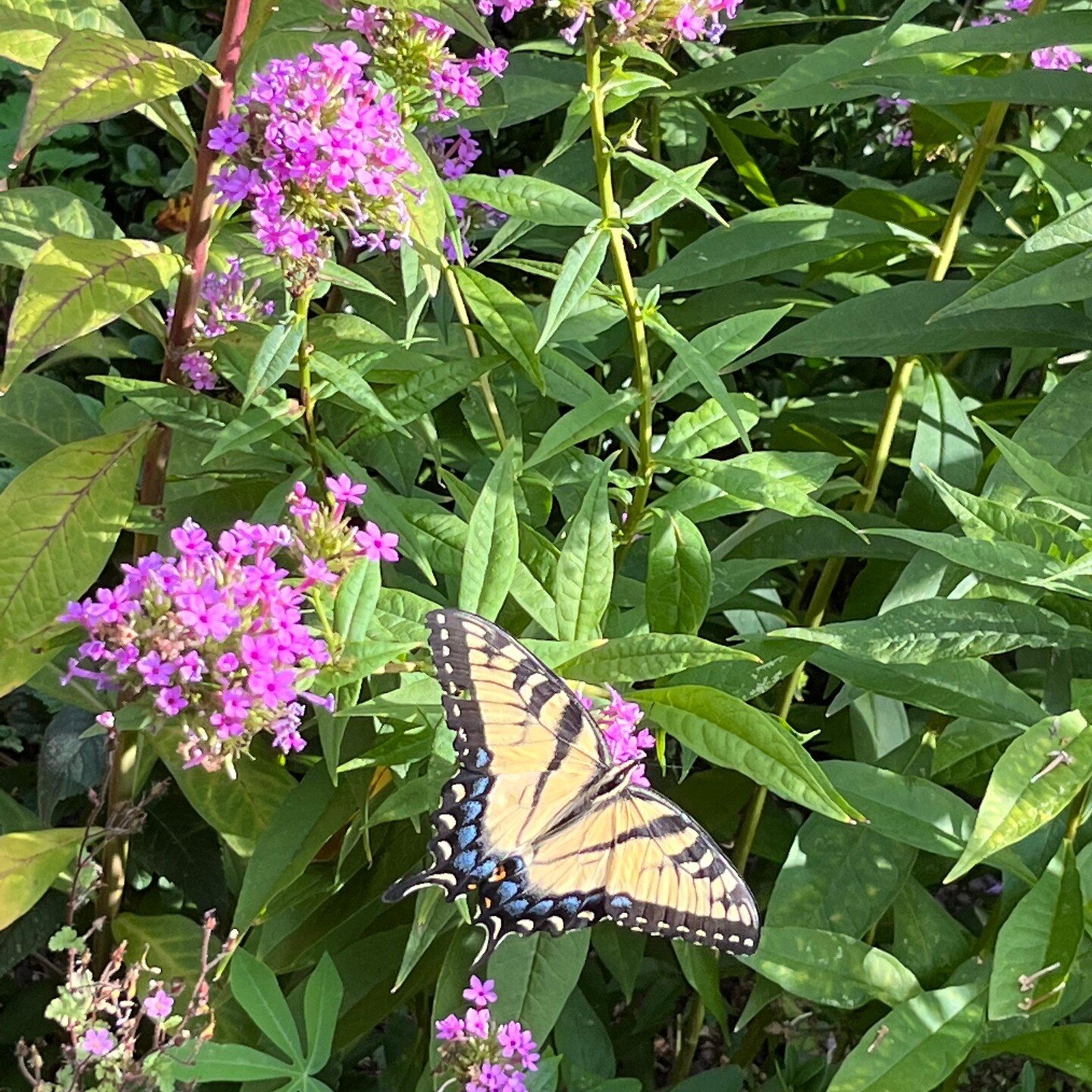 &quot;Tiger swallowtail alighting Phlox alighting Phlox paniculata 'Jeana'&quot; - Helen Yoest 

Read more about Joslin Garden at: https://cityofoaksfoundation.org/helens-blog