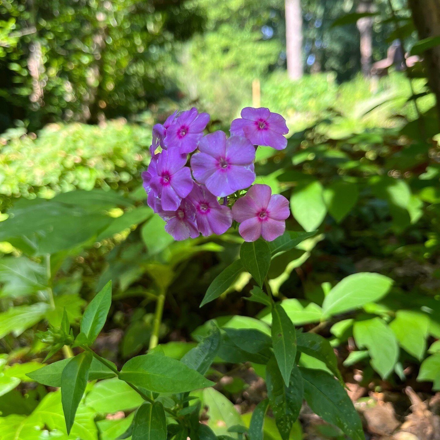 &quot;A phlox the bunnies forgot!&quot; - Helen Yoest 

Read more about Joslin Garden at: https://cityofoaksfoundation.org/helens-blog