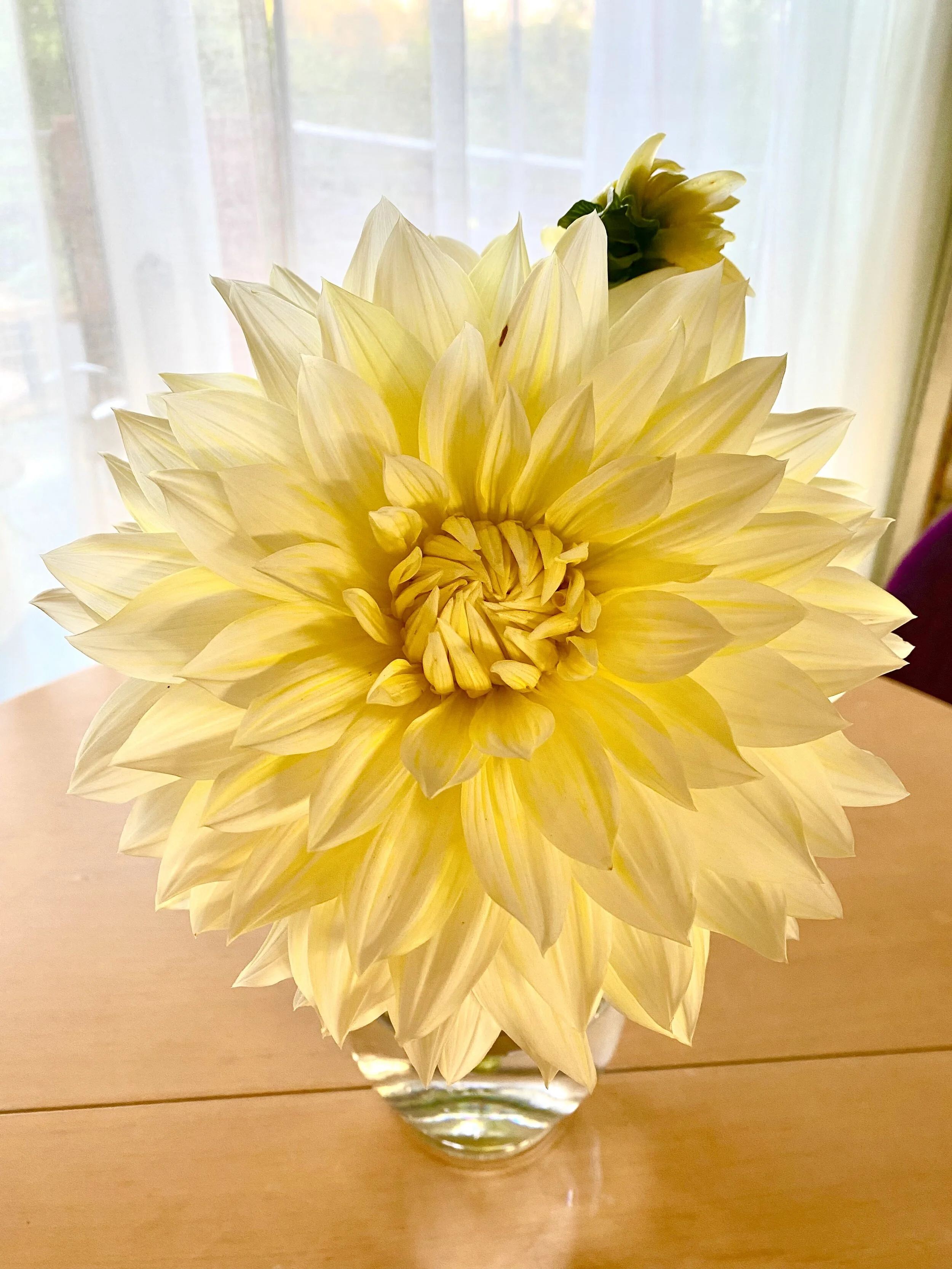 Dahlias