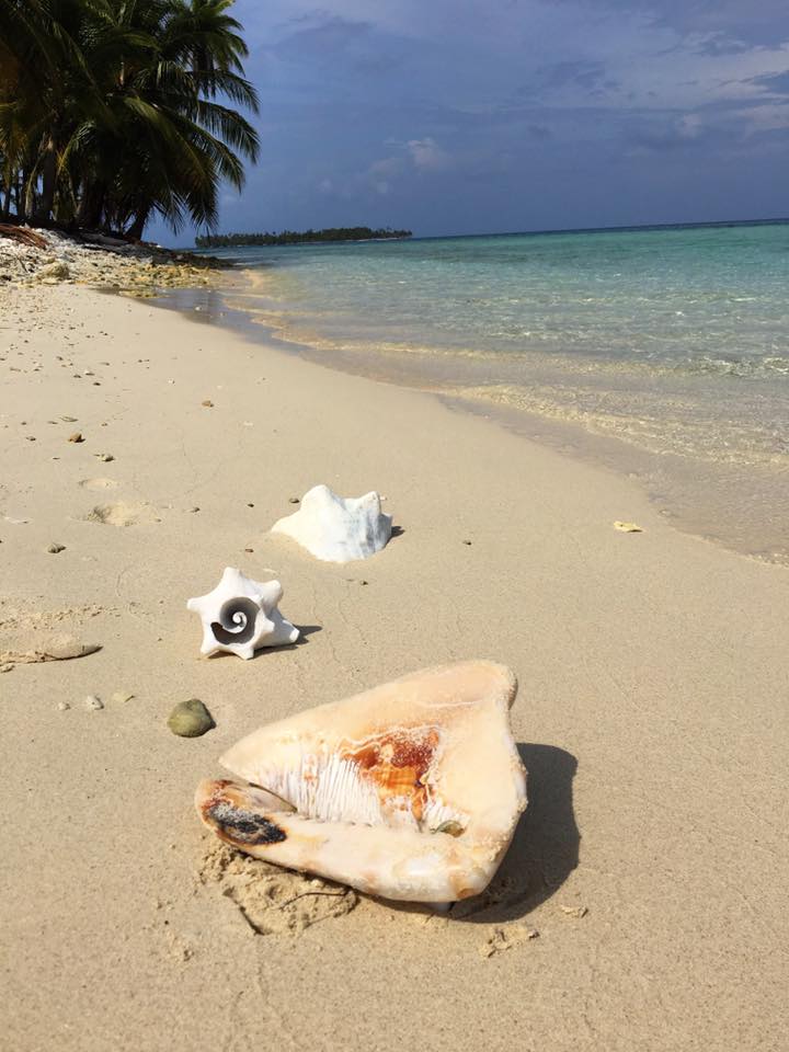 san blas shells.jpg