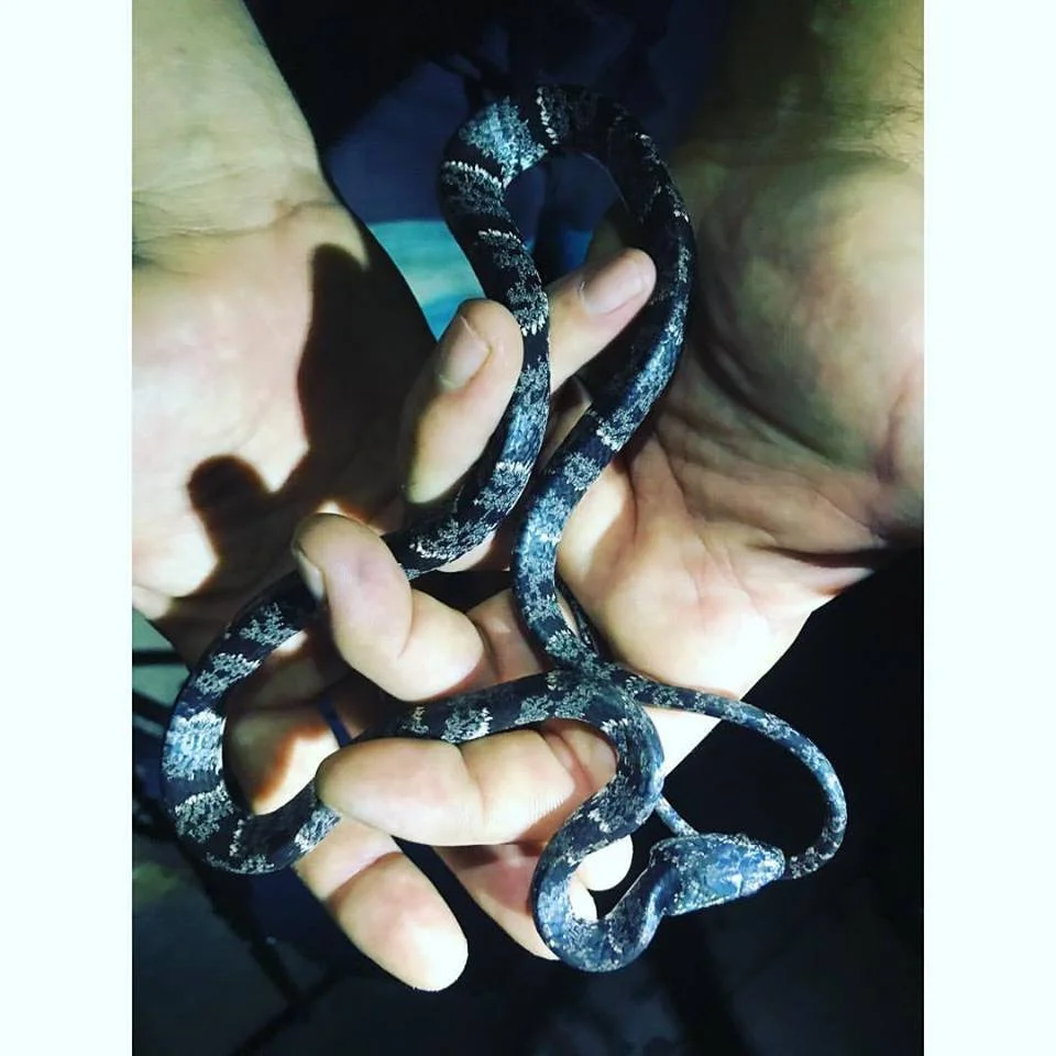 night hike snakey.jpg