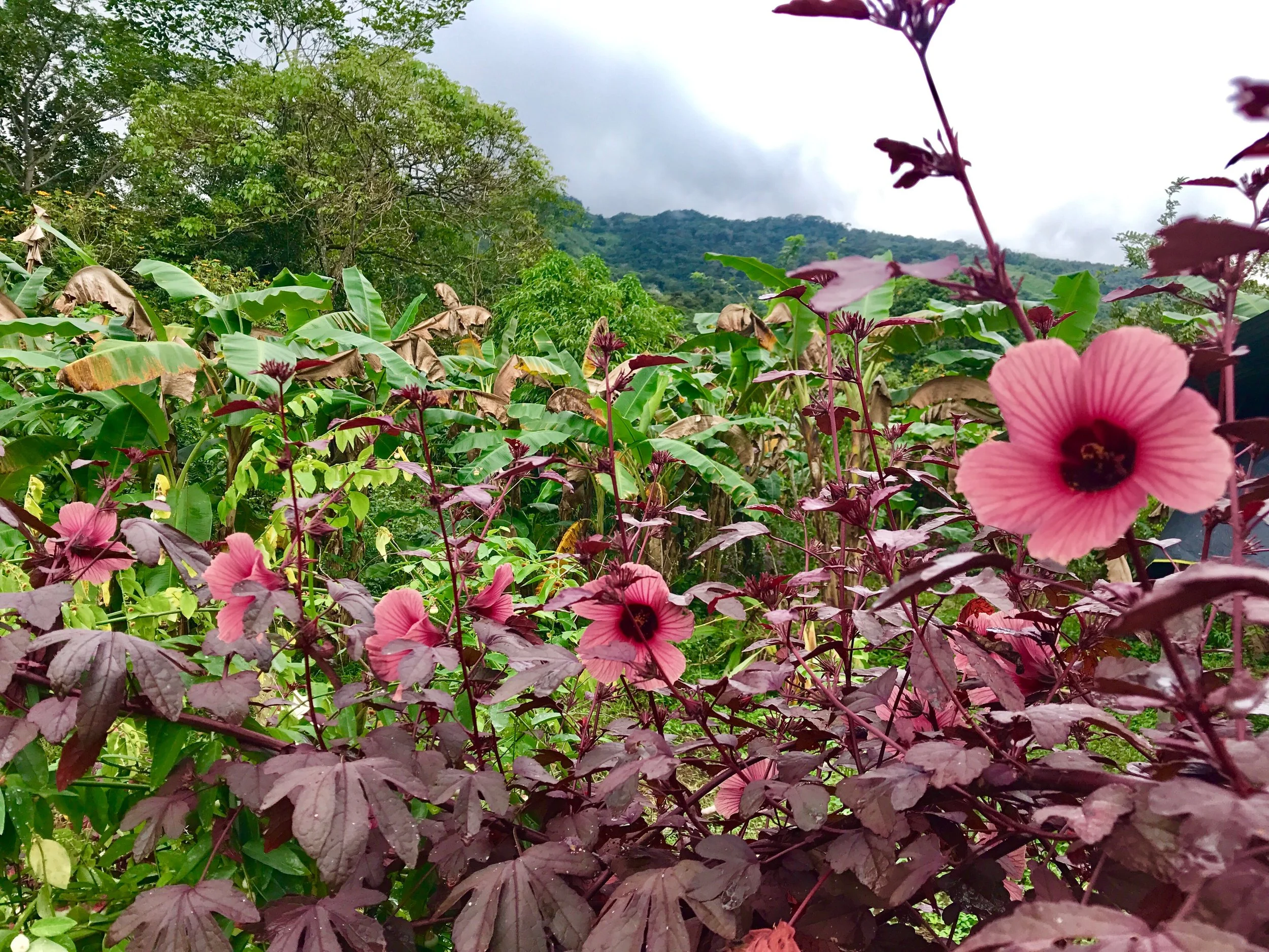 farm cranberry hibiscus pretty.JPG