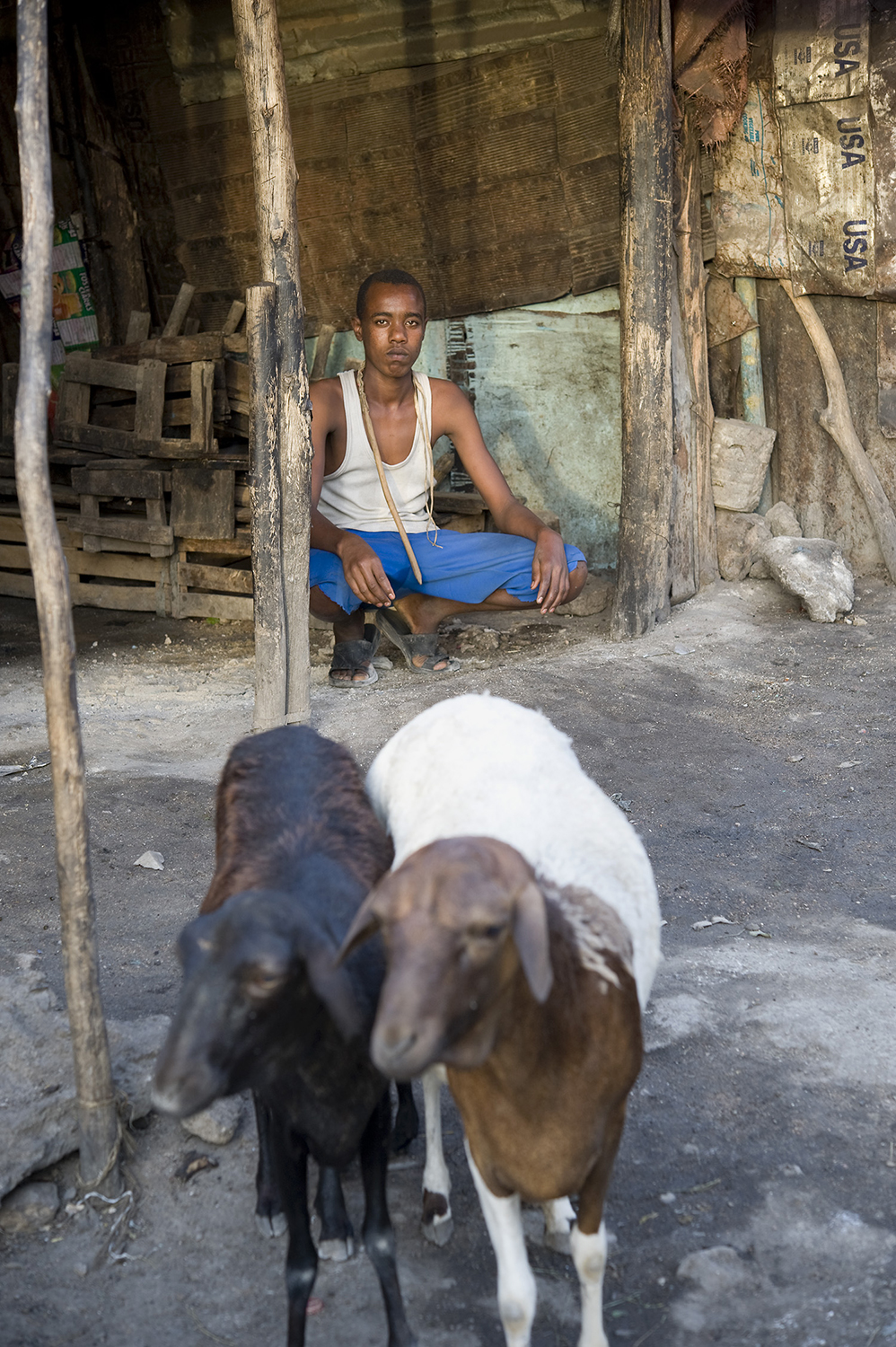 MountainofMaize_Goats_2.jpg