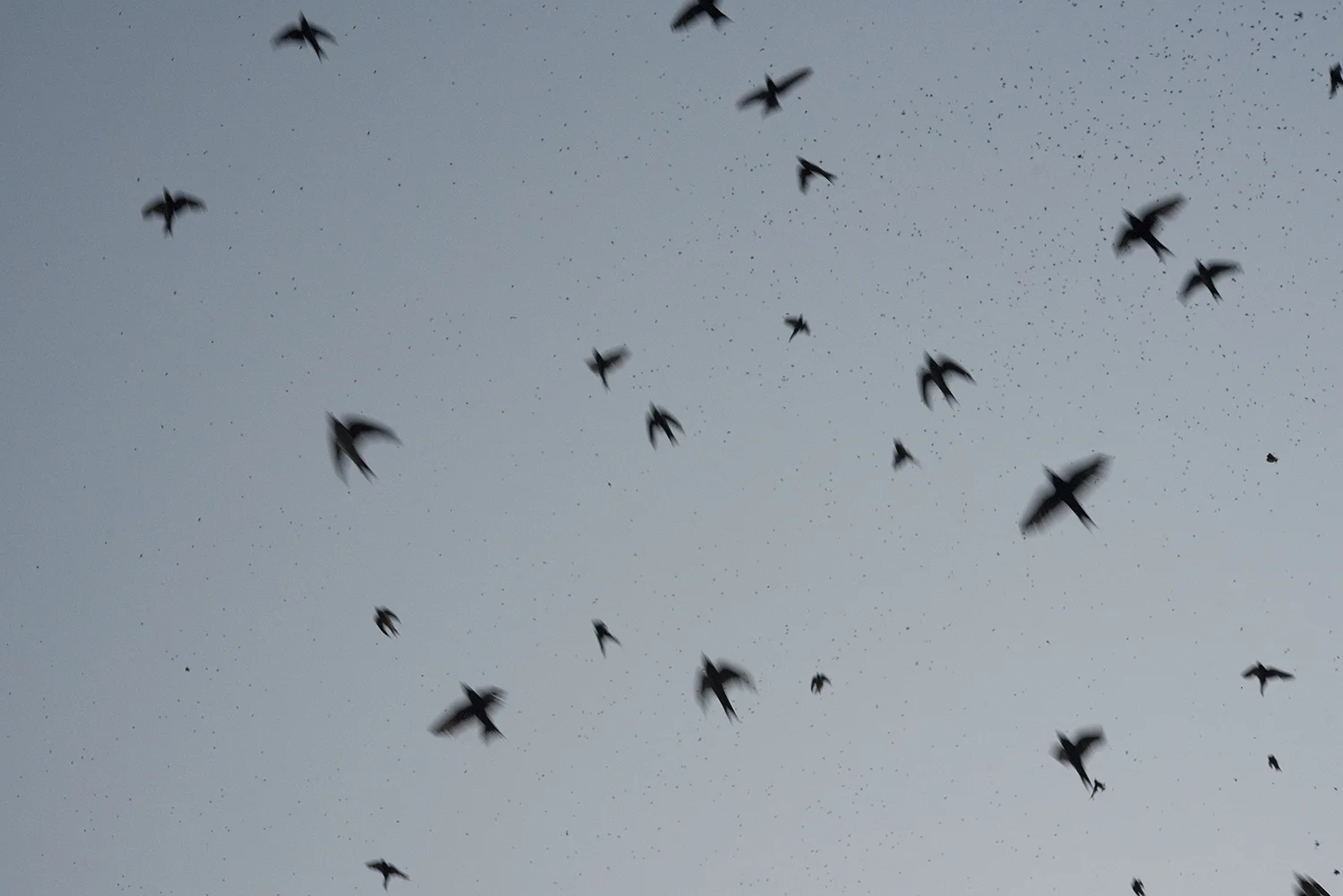 MountainofMaize_Birds.jpg