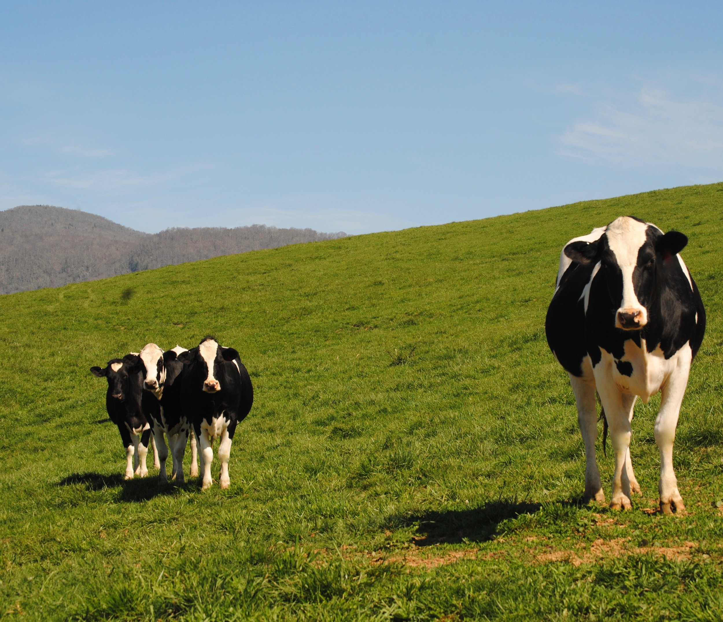 websitecows.jpg