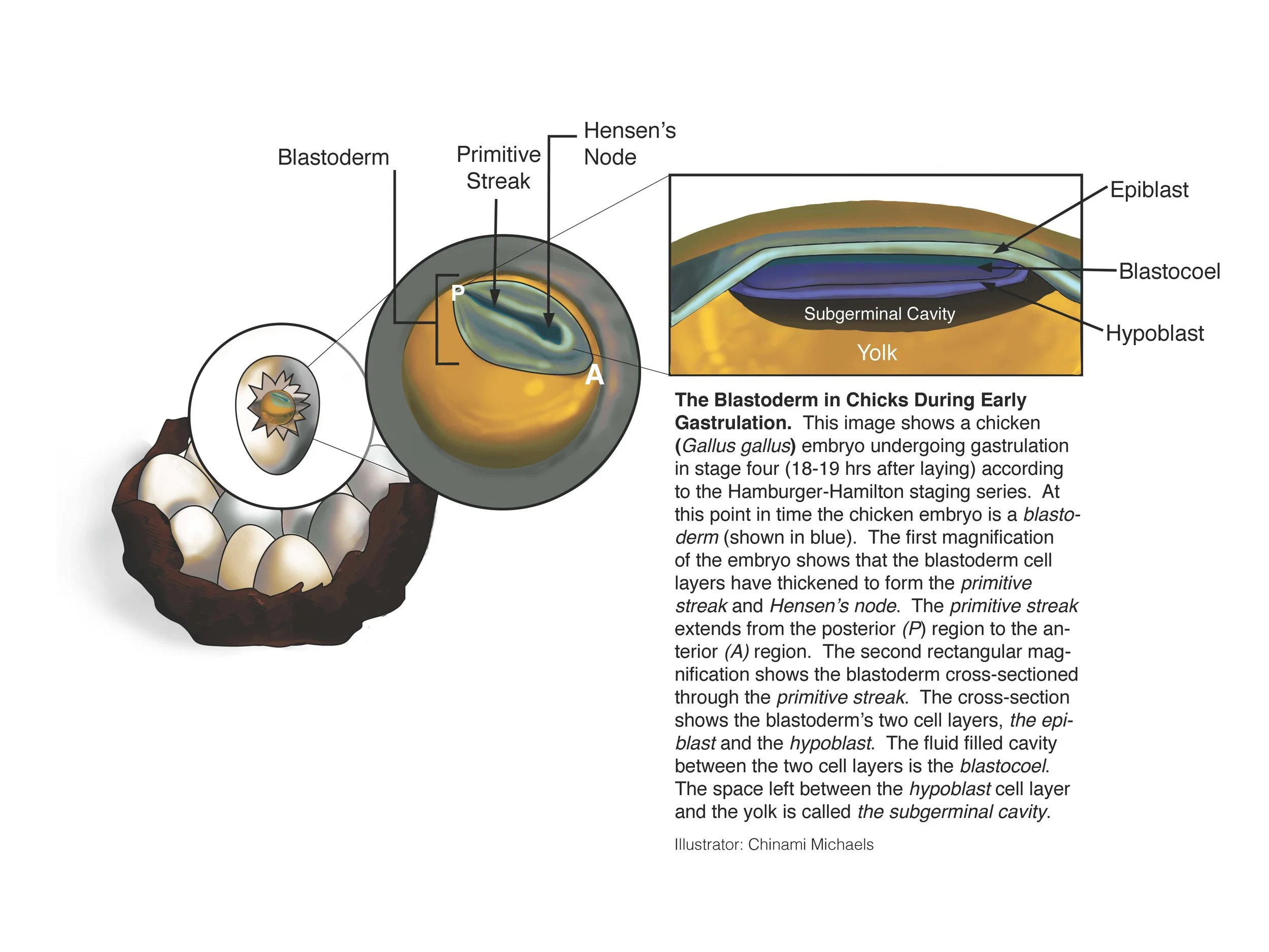 SCIENCE ILLUSTRATION | Embryology in Gallus gallus