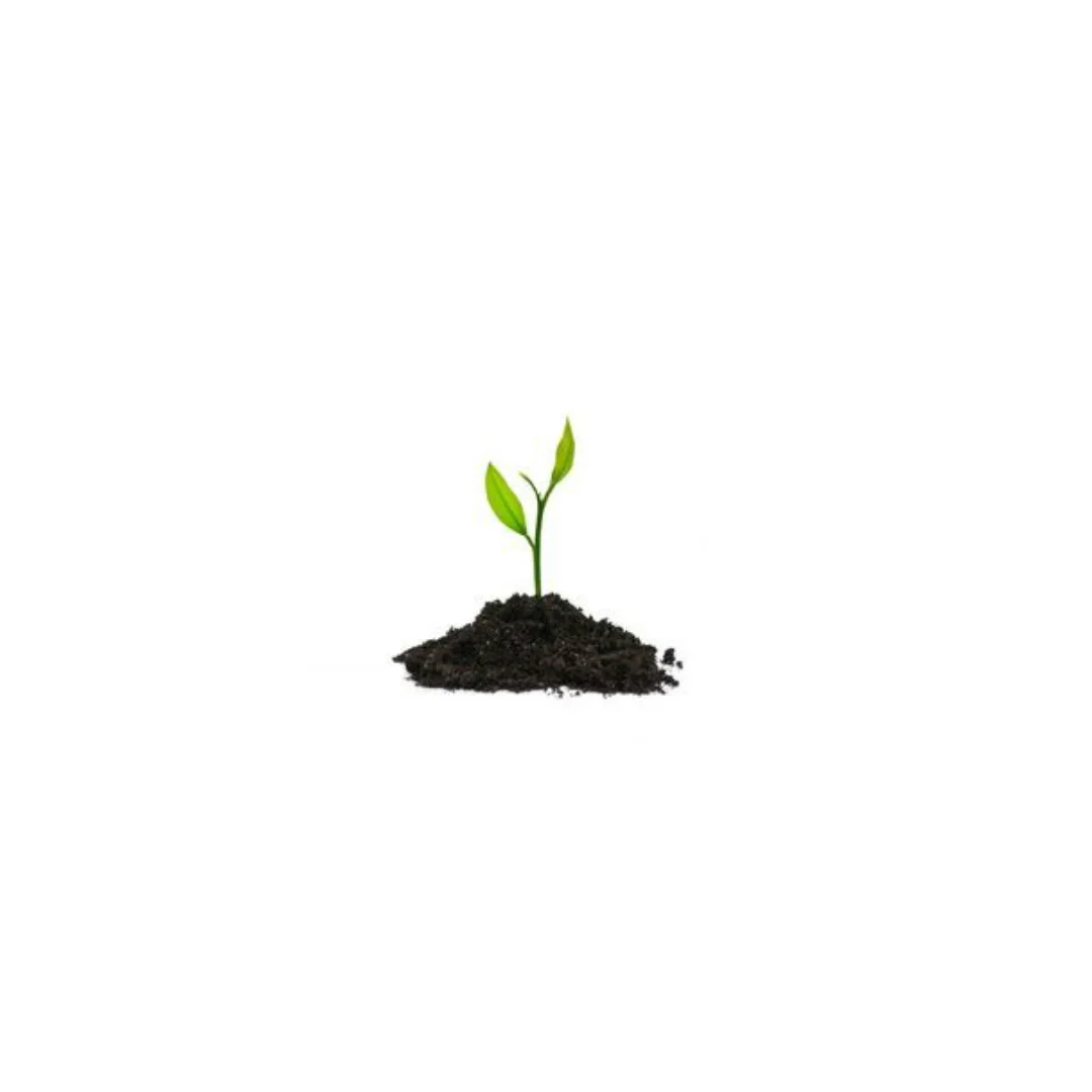 Sprout.jpg