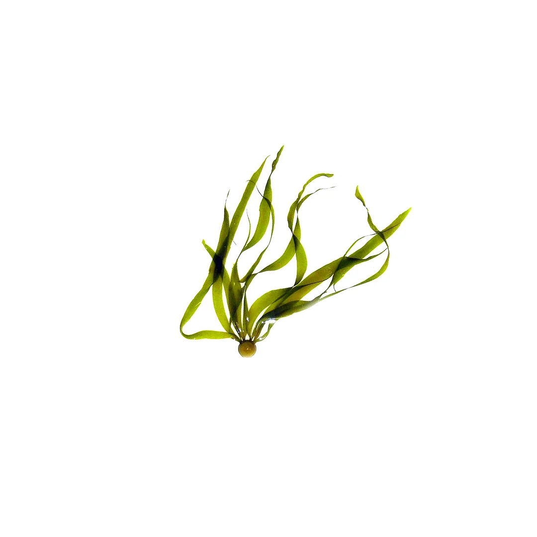 Tiny Kelp.jpg