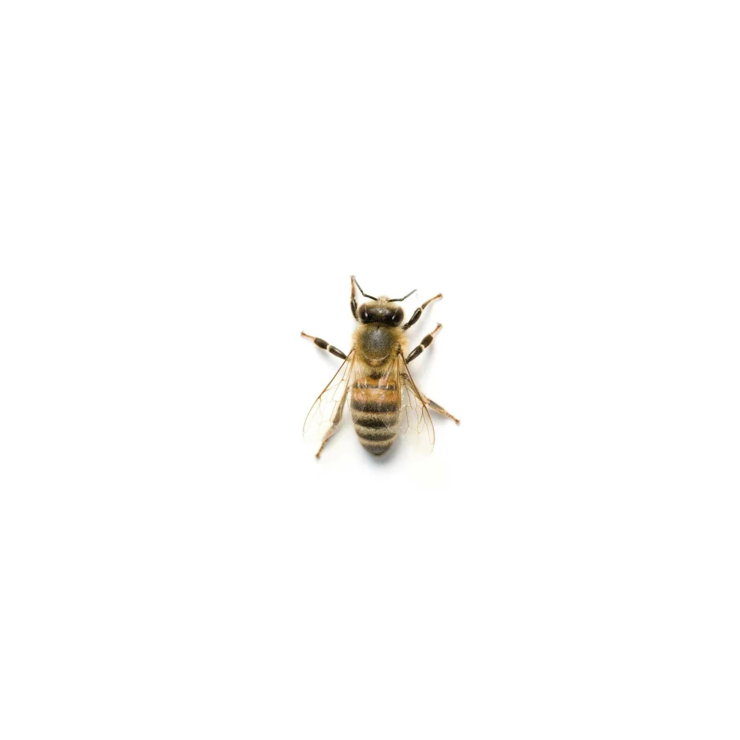 tiny bee.jpg