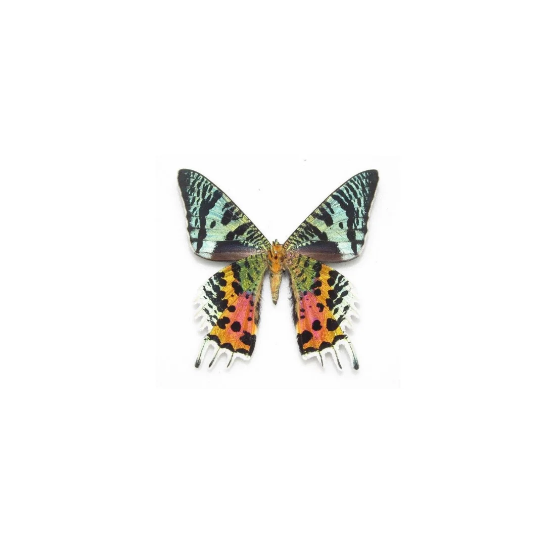 tiny butterfly.jpg