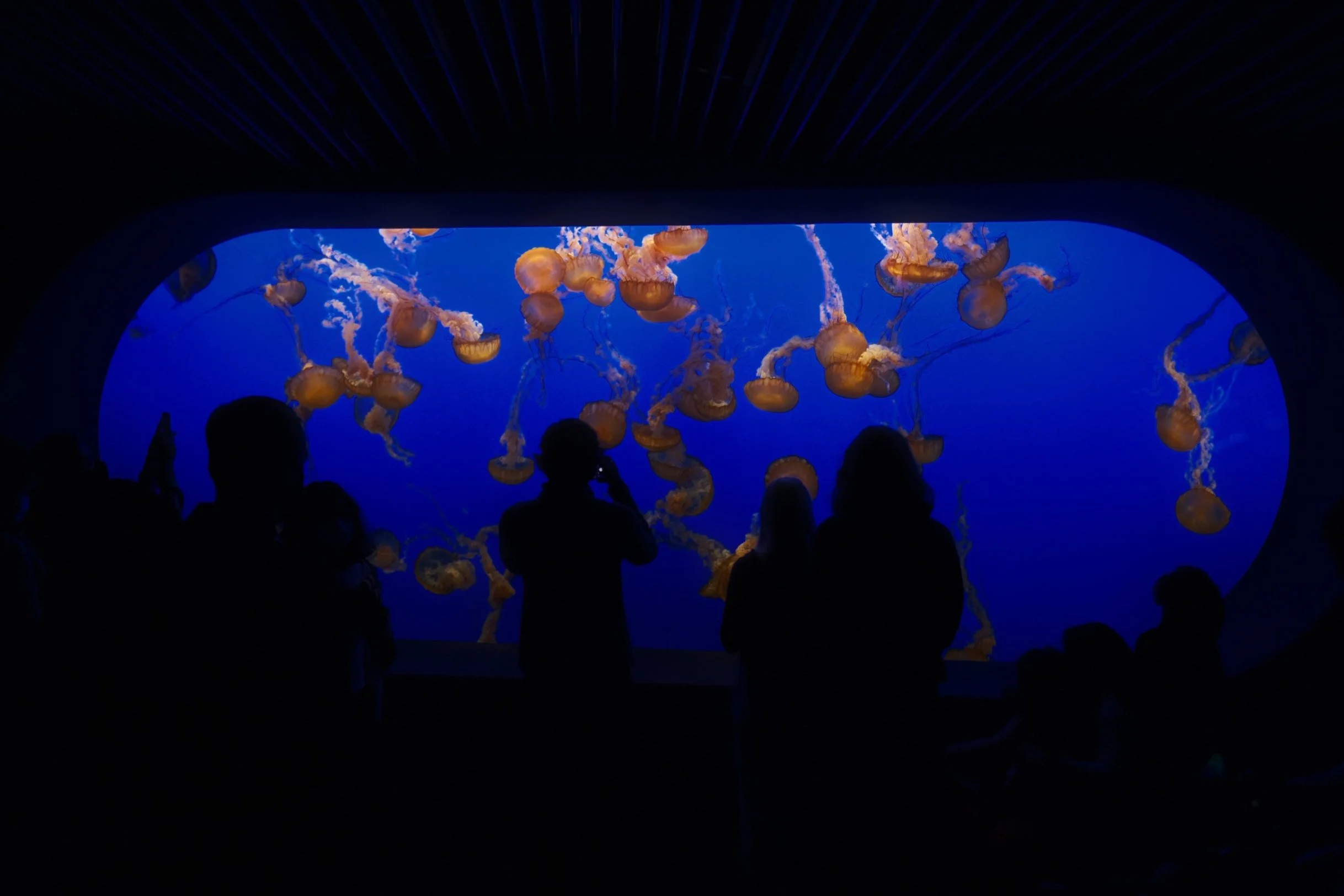 Monterey Bay Aquarium 